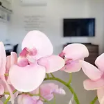 Maritsa 别墅 帕斯蒂达